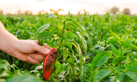 The farmer harvests the hot red pepper in the field. Autumn harvesting concept. Growing organic...