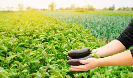 The farmer harvests ripe eggplants in the field. Picking of fresh vegetable. Growing organic...