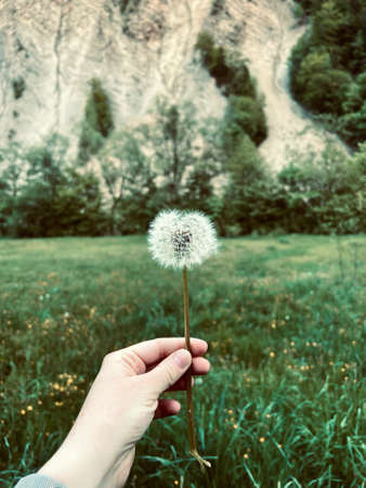 White flowers dandelion in the hand. Mountains. Nature. selective focus