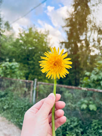 Yellow flowers dandelion in the hand. selective focusの写真素材