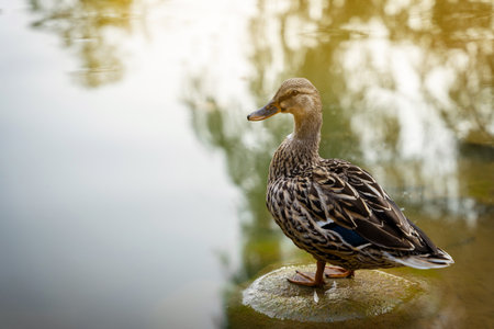 Mallard or wild duck Anas platyrhynchos female stands on a stone in a local lake. beautiful waterfowl. close upの写真素材