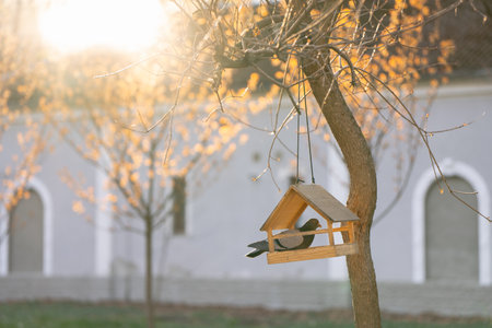 A pigeon sits in a bird feeder on a tree in a park on a sunny spring day. Wildlife and birds conceptの写真素材