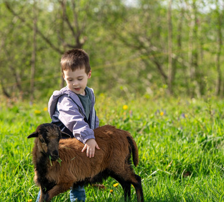 Three year old Caucasian toddler boy petting a Cameronian sheep. Friendship with the animal. Petting zoo. Sunny spring dayの写真素材