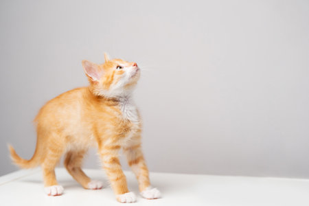 Ginger tabby little kitten on a gray background looks up. Animal portrait. Pet. Sitting posing. Beautiful funny kitten. Copy spaceの写真素材