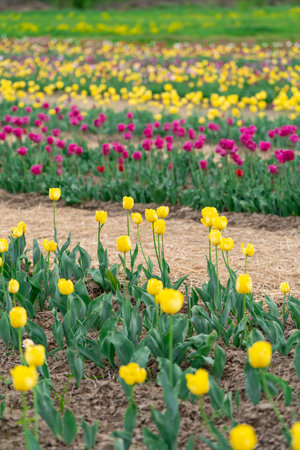 Beautiful pink and yellow tulips blooms on a flowering field in the springtime. Selective focusの写真素材
