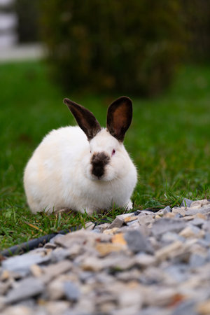 White cute rabbit sitting on the grass. Young adorable bunny playing in garden outdoor.の写真素材