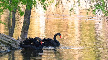 A beautiful two black swans swims in a lake in a city park. Wild animals and nature conceptの写真素材