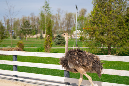Funny ostrich in the zoo on a sunny summer day. Nature and animalsの写真素材