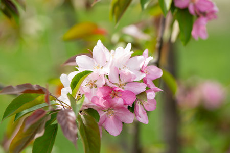 Flowering pink branches of the decorative apple tree Malus ola. A tree blooming with petals in a garden or park in a sunny day. Nature, close-upの写真素材