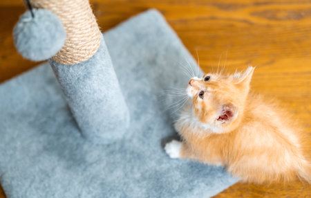 Domestic ginger little cute kitten plays with a scratching post. Fun for cats. Petsの写真素材