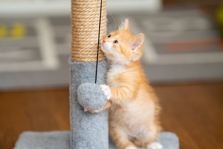 Domestic ginger little cute kitten plays with a scratching post. Fun for cats. Petsの写真素材
