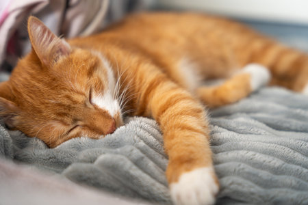 Sleeping ginger cat. Orange cat sleeps on a blanket. The concept of comfort and tranquility at home.の写真素材
