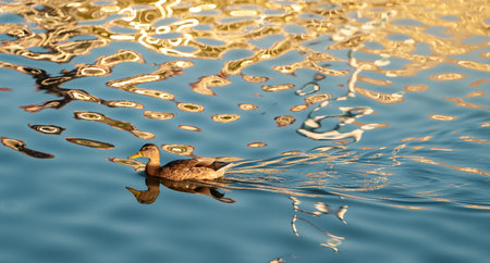 Mallard or wild duck Anas platyrhynchos female in a local lake. Beautiful waterfowl.の写真素材