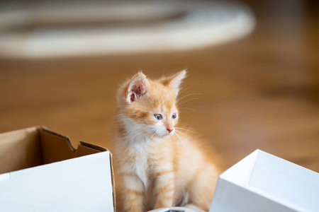 Ginger little cute kitten plays with a small box. Fun for cats. Petsの写真素材