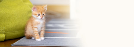 Domestic ginger playful cute kitten sitting on the rug.の写真素材
