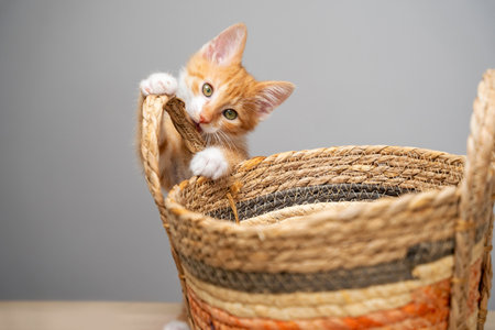 Beautiful funny playful domestic ginger kitten in a basket. A pet. Selective focusの写真素材