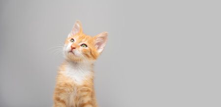 Ginger tabby little kitten on a gray background looks up. Animal portrait. Pet. Sitting posing. Beautiful funny kitten. Copy spaceの写真素材