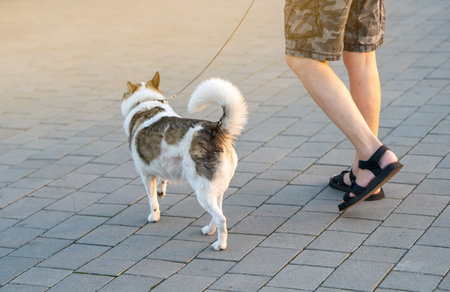 A man holding a leash walks with a dog in a city park on a sunny summer day. Walking with pets and animals. Back viewの写真素材