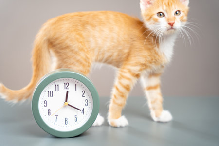 Clock and orange kitten in the gray background. Planning the day, routine and waking up. Time change to summer or winter. The concept of morning, awakening. Focus on the clock numbersの写真素材
