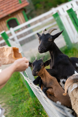 A man feeds a goats in a petting zoo. Be closer to animals and nature. Focus on the goatの写真素材