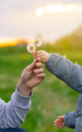 Father and toddler son holding dandelion and blowing on it. Family spending time and lifestyle concept. Focus on man's handの写真素材