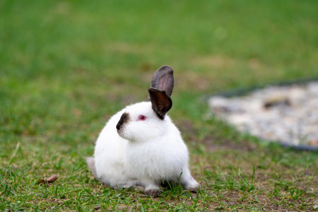 White cute rabbit sitting on the grass. Young adorable bunny playing in garden outdoor.の写真素材