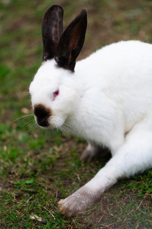 White cute rabbit sitting on the grass. Young adorable bunny playing in garden outdoor.の写真素材