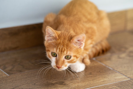 Ginger tabby little kitten look away sitting on the floor. Animal portrait. Pet. Sitting posing. Beautiful funny kittenの写真素材