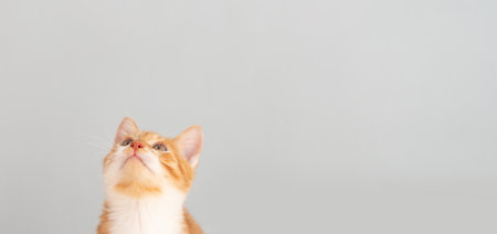 Ginger tabby little kitten on a gray background looks up. Animal portrait. Pet. Sitting posing. Beautiful funny kitten. Copy spaceの写真素材