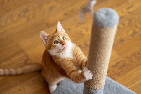 Domestic ginger little cute kitten plays with a scratching post. Fun for cats. Selective focusの写真素材