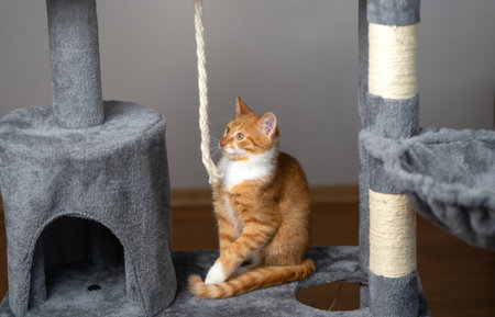 Ginger domestic playful cat sitting on cat tower. Pet house, tree with scratching posts.の写真素材