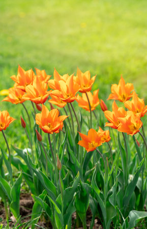 Beautiful orange tulips blooms in the spring garden. Selective focus. Vertical photo wallpaperの写真素材
