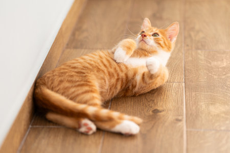 Ginger tabby kitten looks up lying on the floor. Animal portrait. Pet posing. Beautiful funny kittenの写真素材