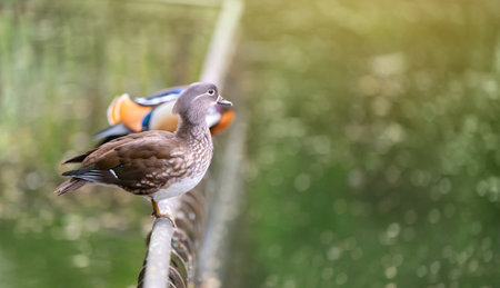 A beautiful brown female mandarin duck stands on a fence near the lake. Close-up photo. Nature and wild birdsの写真素材