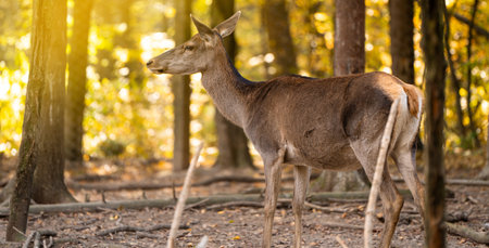 A beautiful young deer walks in the autumn forest on a sunny day.の写真素材
