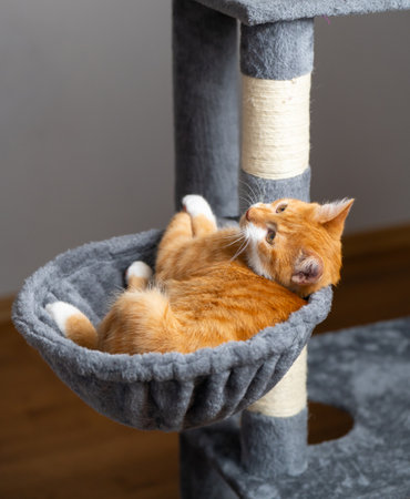 Ginger domestic playful cat lying on cat tower. Pet house bed, tree with scratching posts.の写真素材