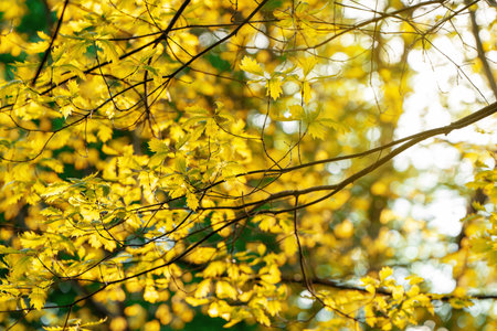 Yellow leaves with bokeh in sunlight in the autumn park. Beautiful background for wallpaper. Selective Focus.の写真素材