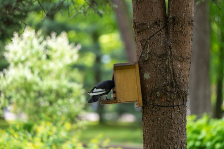 A pigeon sits in a bird feeder on a tree in a park on a spring day. Wildlife and birds concept. Close-upの写真素材