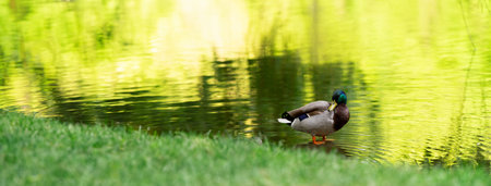 Mallard or wild duck Anas platyrhynchos male in a green grass. Beautiful waterfowl. bannerの写真素材