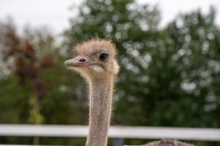 Ostrich in the zoo, close-up portrait. Nature and animals.の写真素材