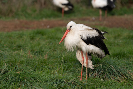 red-billed stork grazing on green grass on a sunny day. Wildlife. Selective focusの写真素材