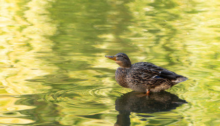 Mallard or wild duck Anas platyrhynchos female swimming in the lake. Beautiful waterfowl. Close upの写真素材