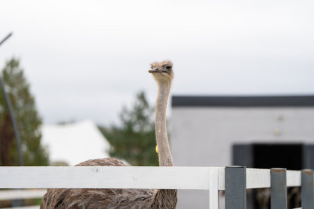 Funny ostrich in the zoo, close-up portrait. Nature and animals.の写真素材