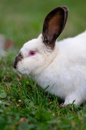 White cute rabbit sitting on the grass. Young adorable bunny playing in garden outdoor.の写真素材