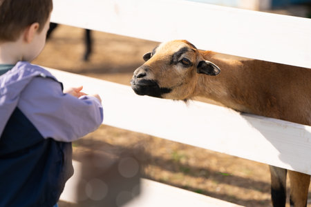 Toddler boy feeds a goats in a petting zoo. Be closer to animals and nature. Focus on the goat. Selective focusの写真素材