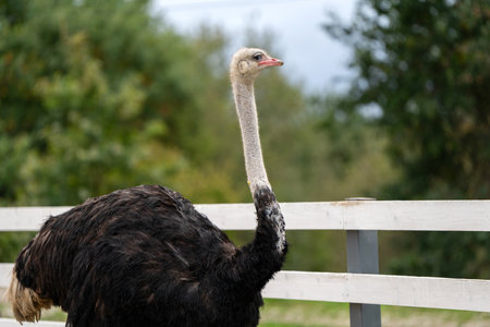 Ostrich in the zoo, close-up portrait. Nature and animals.の写真素材