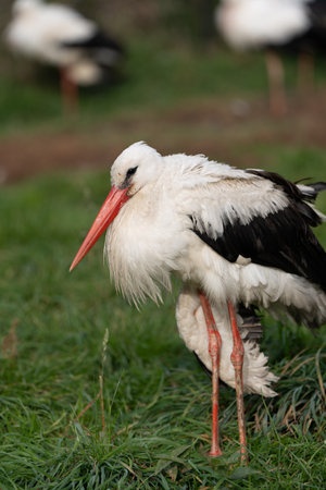 red-billed stork grazing on green grass on a sunny day. Wildlife. Selective focusの写真素材