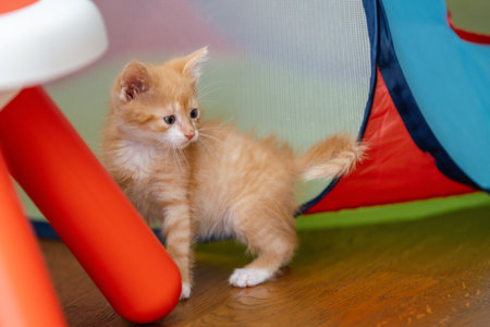 Domestic ginger little cute playful kitten in room at home. Pet and animal conceptの写真素材