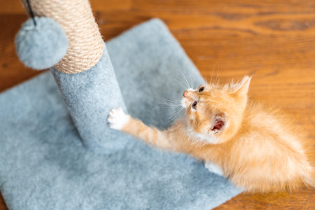 Domestic ginger little cute kitten plays with a scratching post. Fun for cats. Petsの写真素材