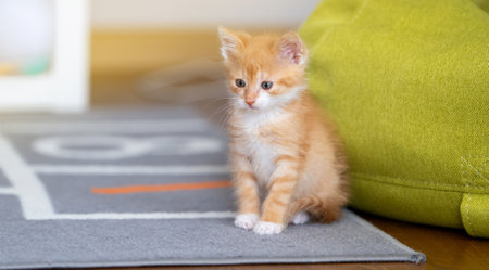 Domestic ginger playful cute kitten sitting on the rug.の写真素材